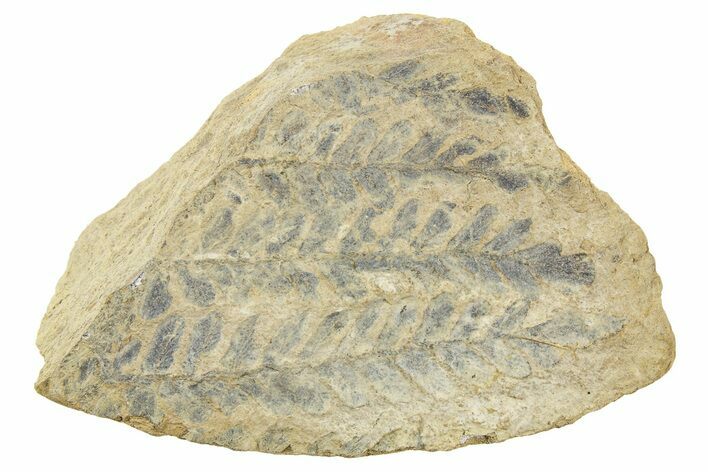 Fern (Pecopteris) Fossil Plate - Mazon Creek #262581